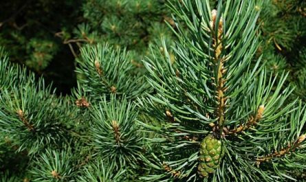 12 Spiritual Meanings of Dreaming of Pine Trees