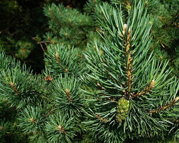 12 Spiritual Meanings of Dreaming of Pine Trees