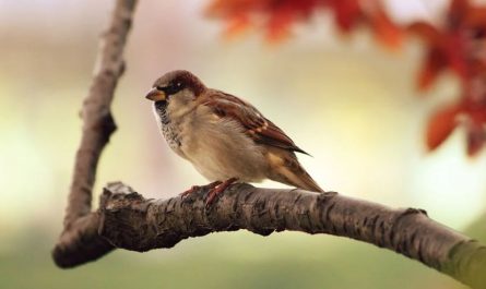 16 Spiritual Meanings of Dreaming About Birds