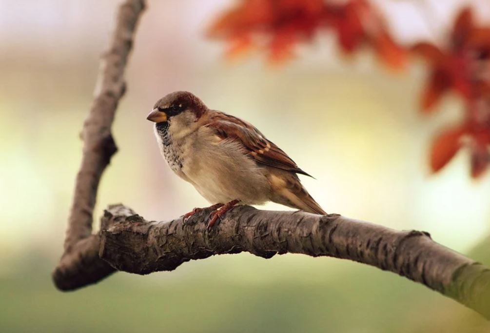 16 Spiritual Meanings of Dreaming About Birds