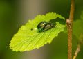 8 Spiritual Meanings of Dreaming about Pests
