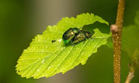 8 Spiritual Meanings of Dreaming about Pests