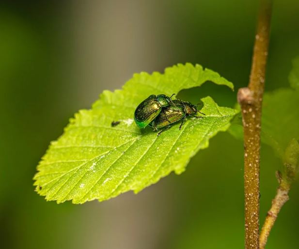 8 Spiritual Meanings of Dreaming about Pests