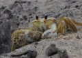 13 Spiritual Meanings of Dreaming About Crabs
