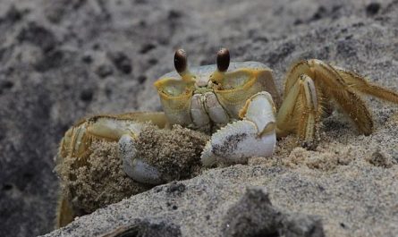 13 Spiritual Meanings of Dreaming About Crabs