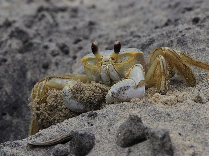 13 Spiritual Meanings of Dreaming About Crabs