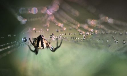 13 Spiritual Meanings of Dreaming About Spiders