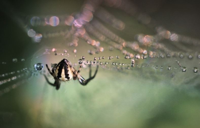 13 Spiritual Meanings of Dreaming About Spiders
