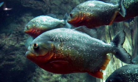 12 Spiritual Meanings of Dreaming about Piranhas