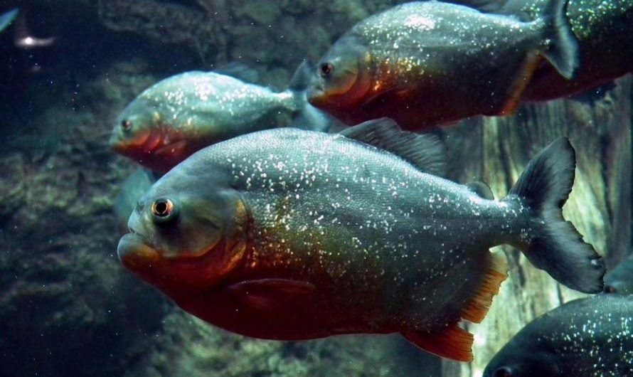 12 Spiritual Meanings of Dreaming about Piranhas