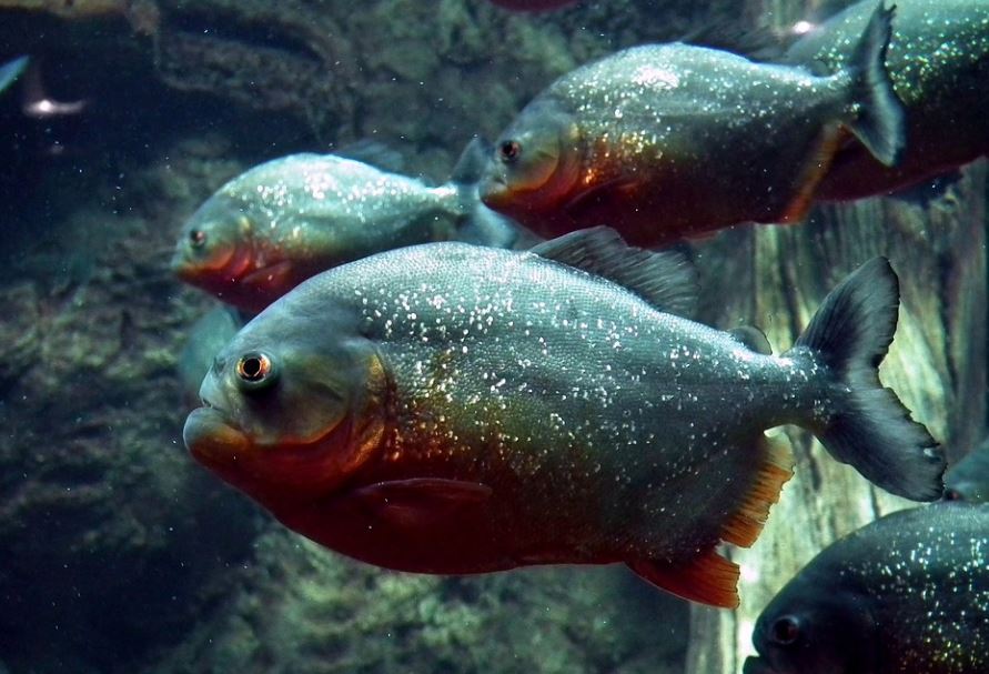 12 Spiritual Meanings of Dreaming about Piranhas