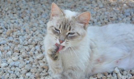 5 Spiritual Meanings of Dreaming about Cat Poop