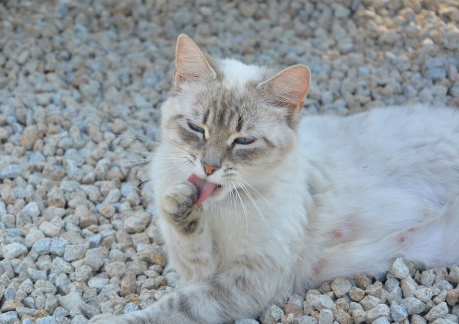 5 Spiritual Meanings of Dreaming about Cat Poop