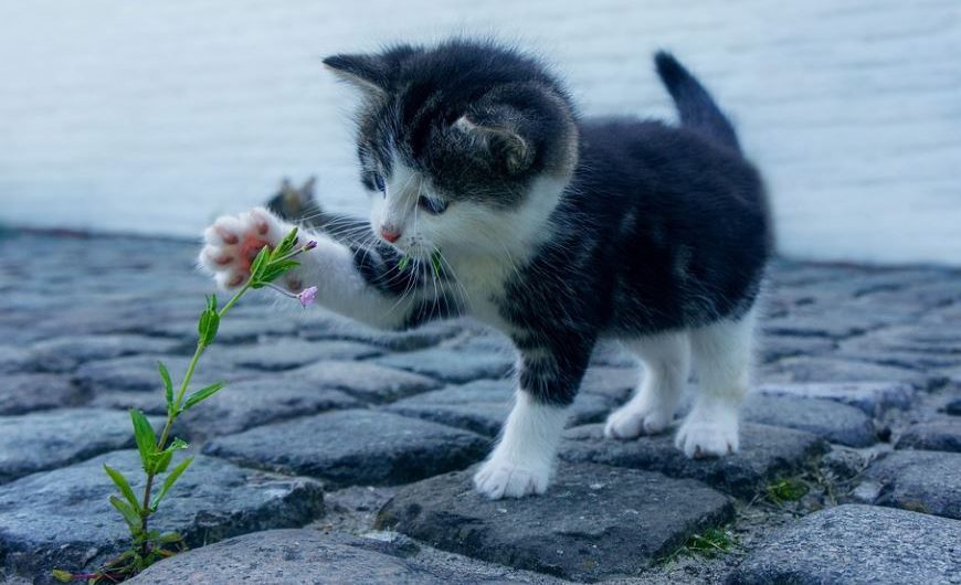 14 Spiritual Meanings of Dreams About Cat Scratches