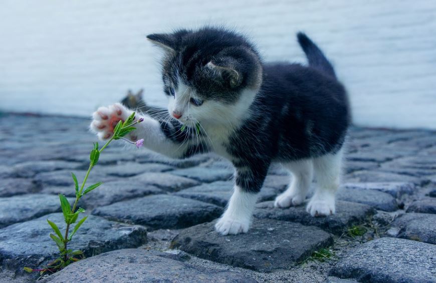 14 Spiritual Meanings of Dreams About Cat Scratches