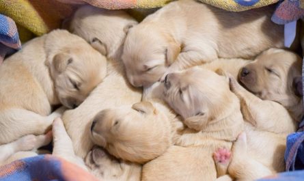 13 Spiritual Meanings of Dreaming About Giving Birth to Puppies
