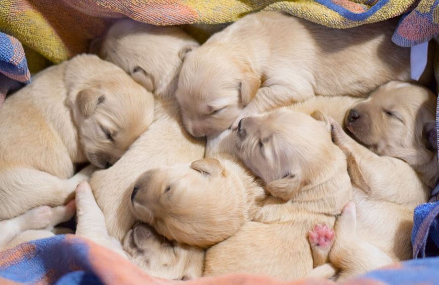 13 Spiritual Meanings of Dreaming About Giving Birth to Puppies