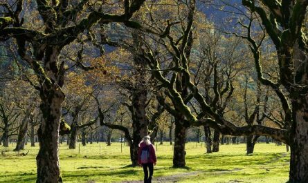 8 Spiritual Meanings of Dreaming of Tree Branches
