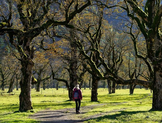 8 Spiritual Meanings of Dreaming of Tree Branches