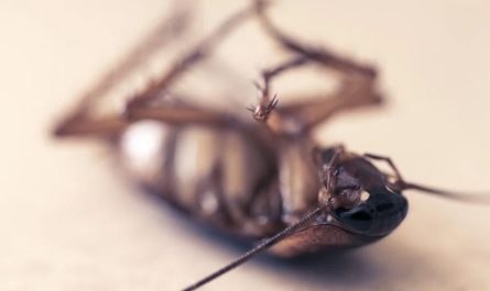 13 Spiritual Meanings of Dreaming About Killing Cockroaches
