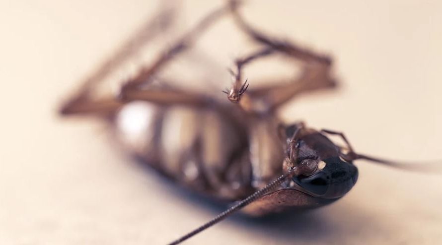 13 Spiritual Meanings of Dreaming About Killing Cockroaches