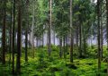 12 Spiritual Meanings of Dreaming of Being Uprooted