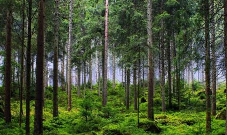 12 Spiritual Meanings of Dreaming of Being Uprooted