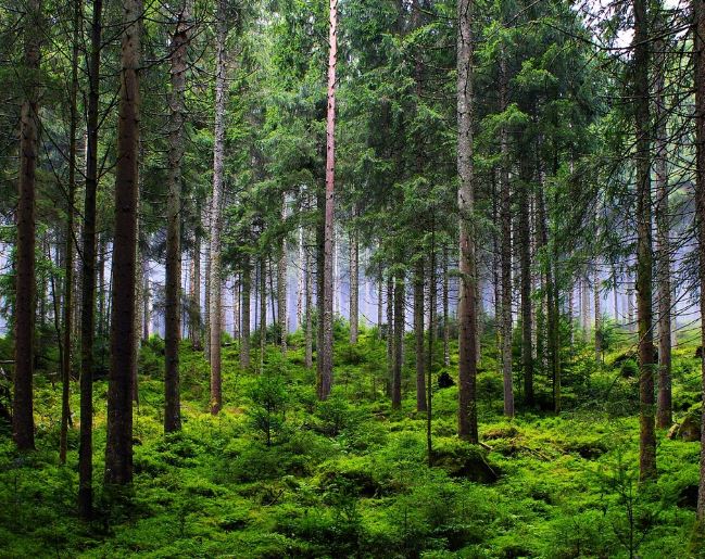 12 Spiritual Meanings of Dreaming of Being Uprooted