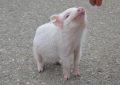 Dreaming About Pigs