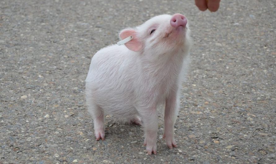 17 Spiritual Meanings of Dreaming About Pigs