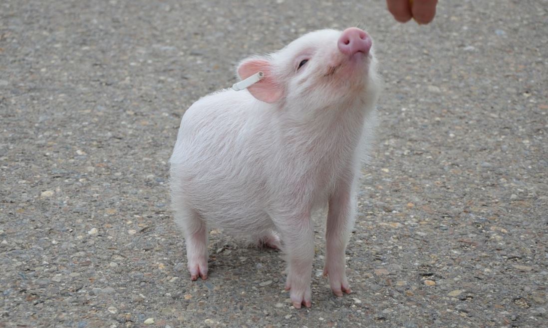Dreaming About Pigs