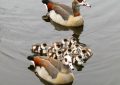 12 Spiritual Meanings of Dreaming of Geese