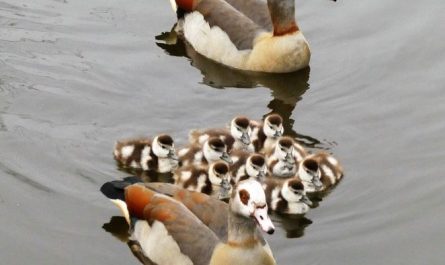12 Spiritual Meanings of Dreaming of Geese