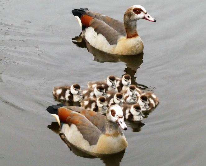 12 Spiritual Meanings of Dreaming of Geese