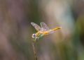 10 Spiritual Meanings of Dreaming About Dragonflies