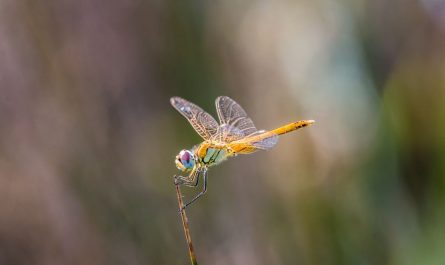 10 Spiritual Meanings of Dreaming About Dragonflies