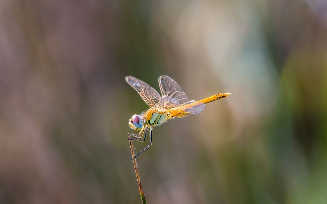 10 Spiritual Meanings of Dreaming About Dragonflies