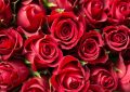 28 spiritual meanings of dreaming about flowers