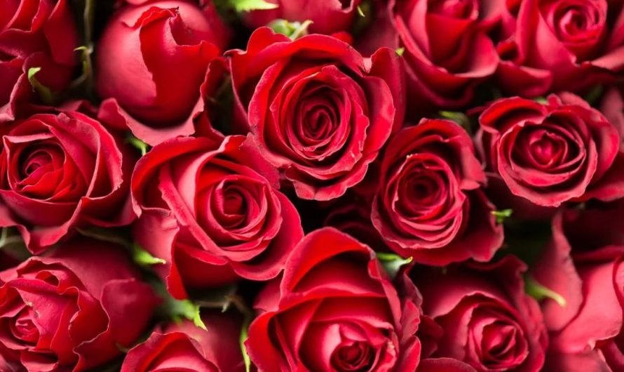 28 spiritual meanings of dreaming about flowers