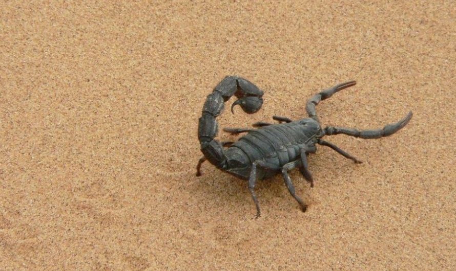 25 Spiritual Meanings of Dreaming About Scorpions