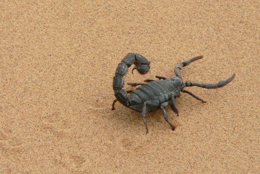 25 Spiritual Meanings of Dreaming About Scorpions
