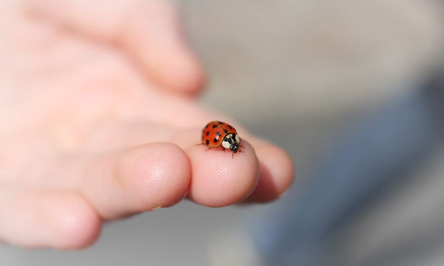 12 Spiritual Meanings of Dreaming About Insects