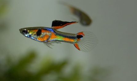 9 Spiritual Meanings of Dreaming About Crucian Carp