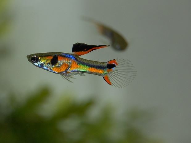 9 Spiritual Meanings of Dreaming About Crucian Carp
