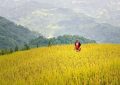 12 Spiritual Meanings of Dreaming About Rice Fields