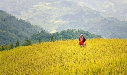 12 Spiritual Meanings of Dreaming About Rice Fields
