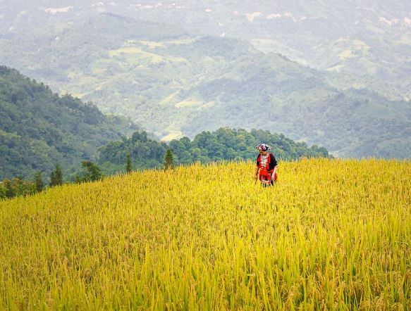 12 Spiritual Meanings of Dreaming About Rice Fields